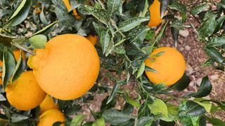 김병석님의 귤 · 수확 작성글 사진