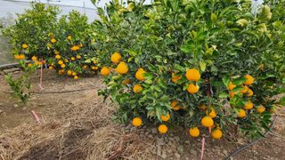 김병석님의 귤 · 수확 작성글 사진