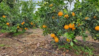 김병석님의 귤 · 수확 작성글 사진