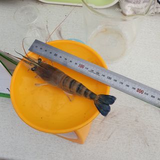 김성민님의 벼 · 자유게시판 작성글 사진