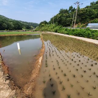 김성민님의 벼 · 자유게시판 작성글 사진