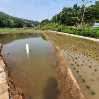 김성민님의 벼 · 자유게시판 작성글 사진