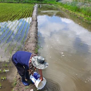 김성민님의 벼 · 자유게시판 작성글 사진