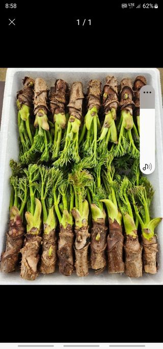 병풍취산채농원님의 두릅 · 수확 작성글 사진