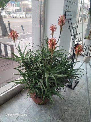 강화댁님의 자유주제 · 자유게시판 작성글 사진