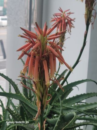 강화댁님의 자유주제 · 자유게시판 작성글 사진