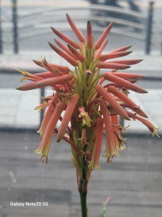 강화댁님의 자유주제 · 자유게시판 작성글 사진