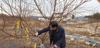 강동숙님의 들깨 · 영농일지 작성글 사진