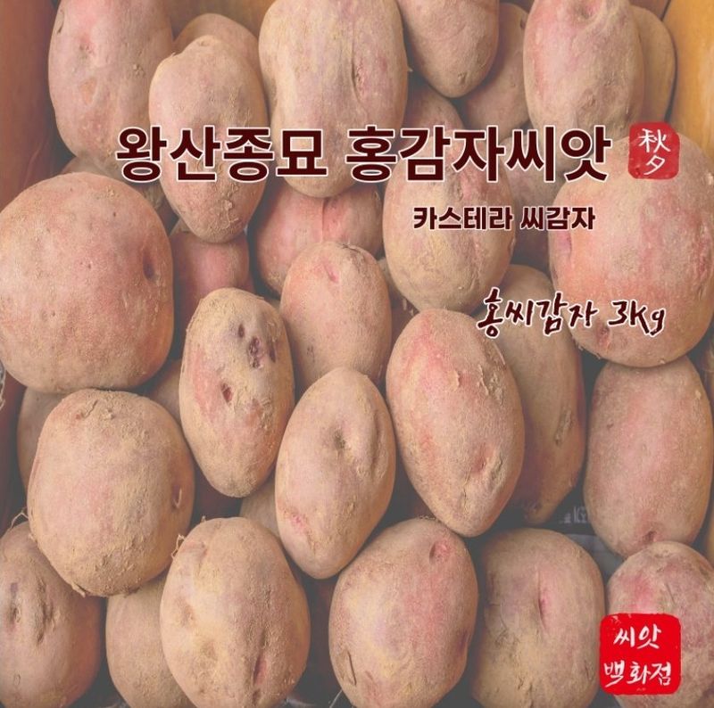 대산농사대장님의 장터 판매 상품 [왕산종묘 홍 씨감자  3kg] 첨부 사진