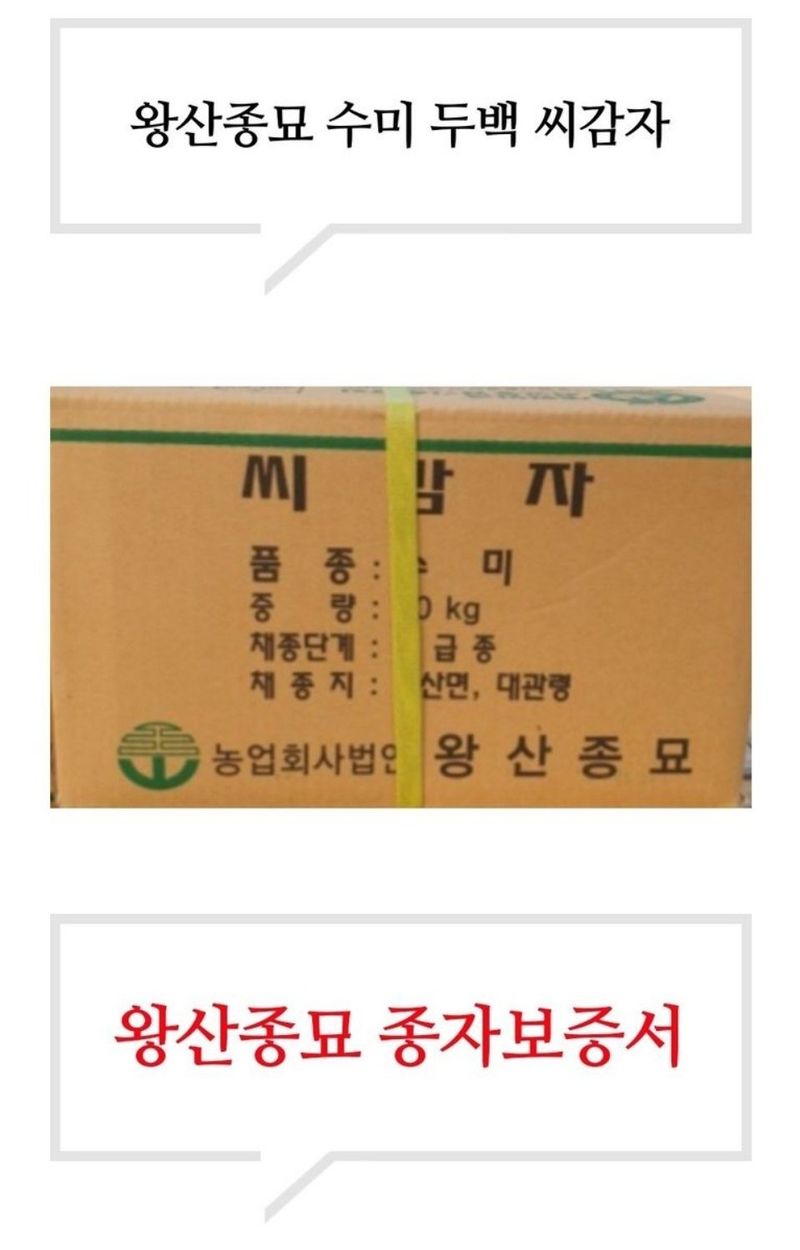 대산농사대장님의 장터 판매 상품 [왕산종묘 홍 씨감자  3kg] 첨부 사진
