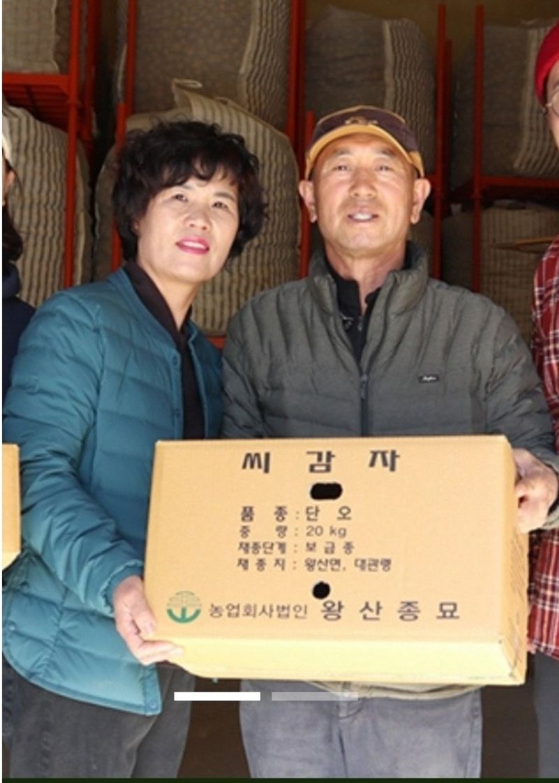 대산농사대장님의 장터 판매 상품 [왕산종묘 홍 씨감자  3kg] 첨부 사진