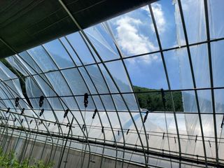 미소팜님의 들깨 · 자유게시판 작성글 사진