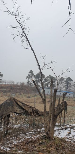 박선화님의 감 · 자유게시판 작성글 사진