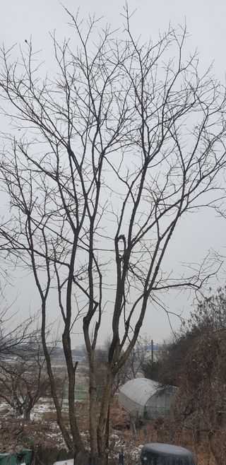 박선화님의 감 · 자유게시판 작성글 사진