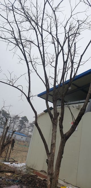 박선화님의 감 · 자유게시판 작성글 사진