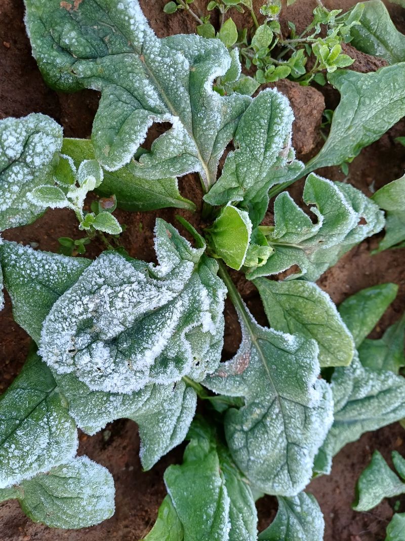 장터 상품 [해풍맞고 자란 노지 시금치 2kg 3kg] 썸네일