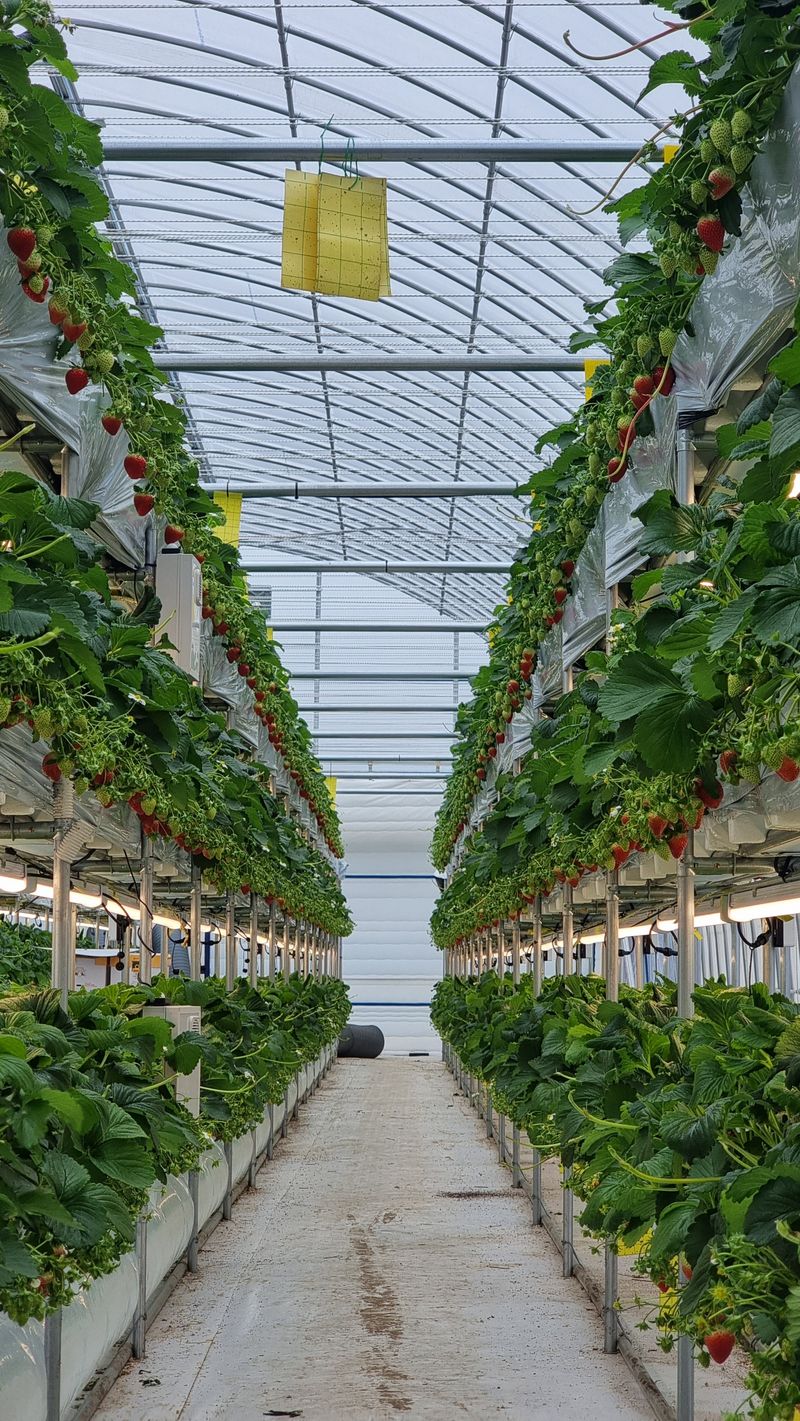 장터 상품 [설향딸기] 썸네일