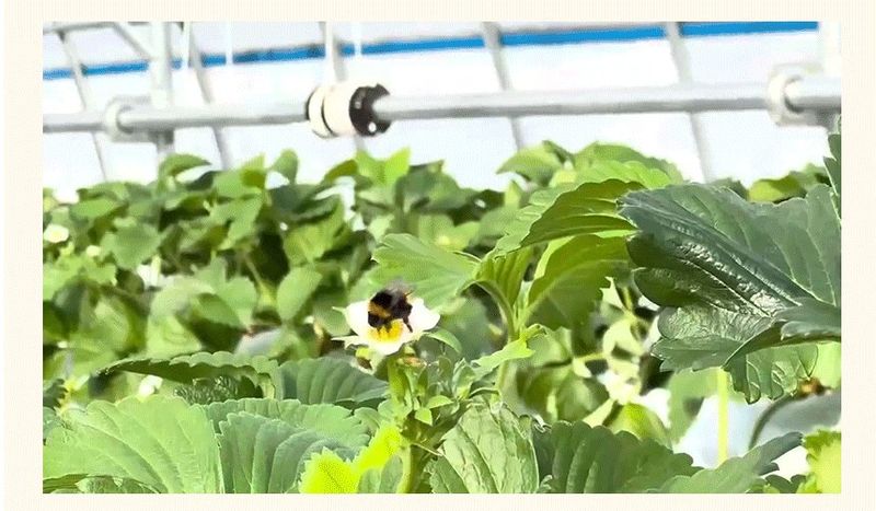 강보묵님의 장터 판매 상품 [설향딸기] 첨부 사진