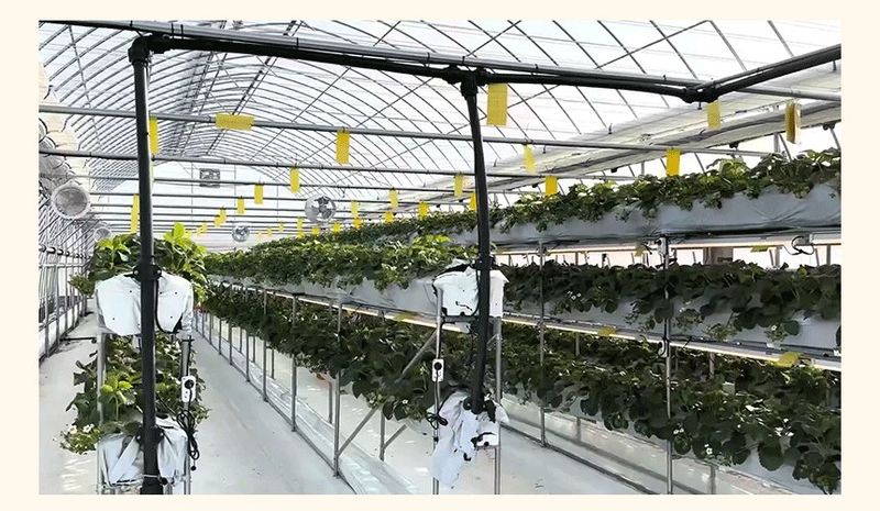 강보묵님의 장터 판매 상품 [설향딸기] 첨부 사진