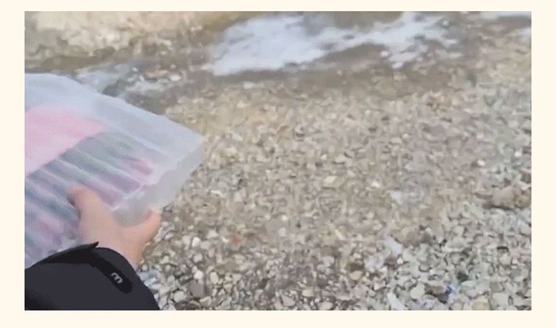 강보묵님의 장터 판매 상품 [설향딸기] 첨부 사진