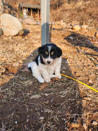 불당골귀농귀촌부부9님의 장터이야기 · 자유게시판 작성글 사진
