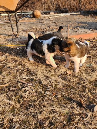 불당골귀농귀촌부부9님의 장터이야기 · 자유게시판 작성글 사진