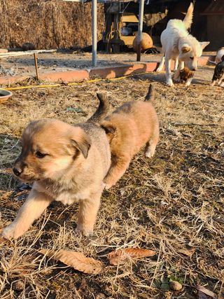 불당골귀농귀촌부부9님의 장터이야기 · 자유게시판 작성글 사진