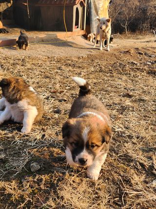불당골귀농귀촌부부9님의 장터이야기 · 자유게시판 작성글 사진