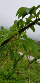 팜모닝 자두·병해충상담 게시글 이미지