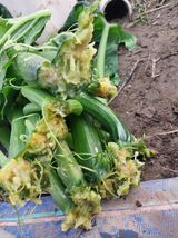 팜모닝 호박·병해충상담 게시글 이미지