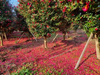 낙엽교목류7190님의 기타작물 · 자유게시판 작성글 사진