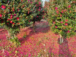 낙엽교목류7190님의 기타작물 · 자유게시판 작성글 사진