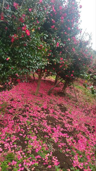 낙엽교목류7190님의 기타작물 · 자유게시판 작성글 사진