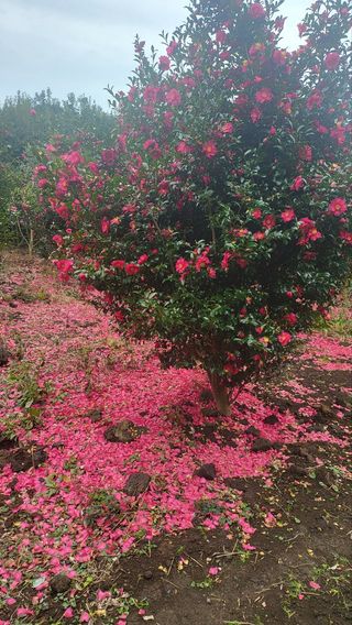 낙엽교목류7190님의 기타작물 · 자유게시판 작성글 사진