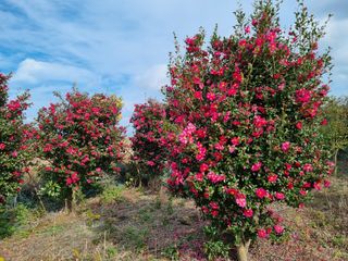 낙엽교목류7190님의 기타작물 · 자유게시판 작성글 사진