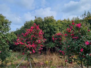 낙엽교목류7190님의 기타작물 · 자유게시판 작성글 사진