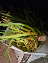 팜모닝 팜모닝에게 바라는 것은?·참여글 게시글 이미지