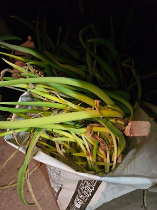 화성시김학주님의 팜모닝에게 바라는 것은? · 참여글 작성글 사진