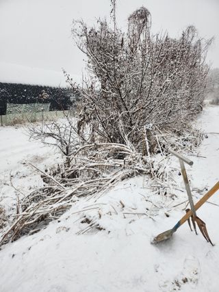 김유진님의 감자 · 영농일지 작성글 사진