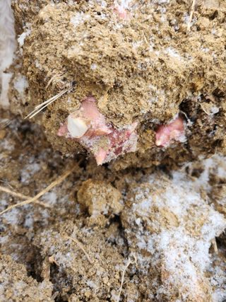 김유진님의 감자 · 영농일지 작성글 사진