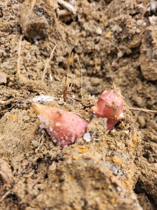 김유진님의 감자 · 영농일지 작성글 사진