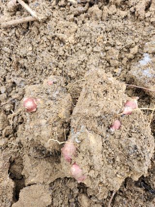 김유진님의 감자 · 영농일지 작성글 사진