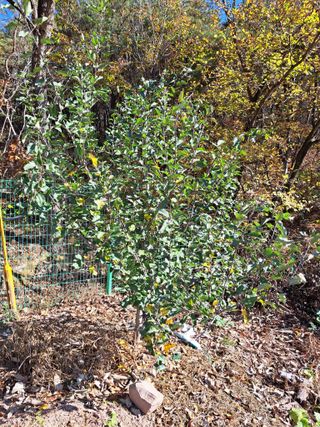 정자형님의 사과 · 일상 작성글 사진