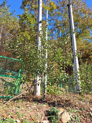 정자형님의 사과 · 일상 작성글 사진