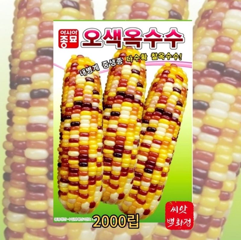대산농사대장님의 장터 판매 상품 [오색옥수수씨앗 100립 2000립] 첨부 사진