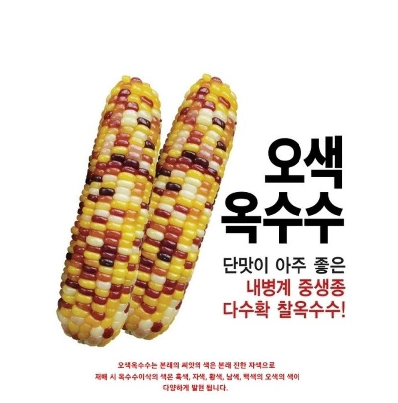 대산농사대장님의 장터 판매 상품 [오색옥수수씨앗 100립 2000립] 첨부 사진