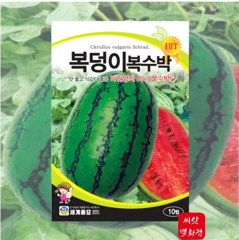대산농사대장님의 장터 판매 상품 [애플수박 씨앗 흑피 /미니 수박씨 과일 채소씨앗 5립 종자 봄 여름 파종 ] 첨부 사진