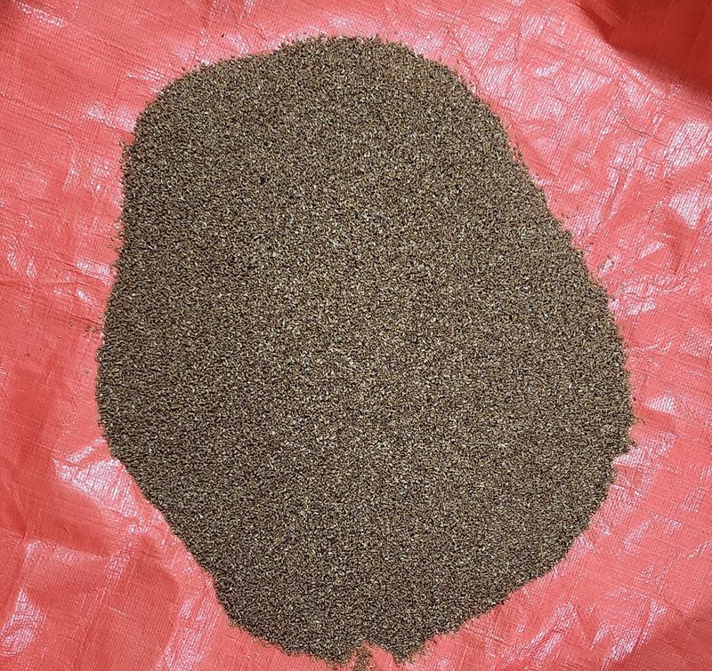 장터 상품 [땅두릅씨앗 (독활)] 썸네일