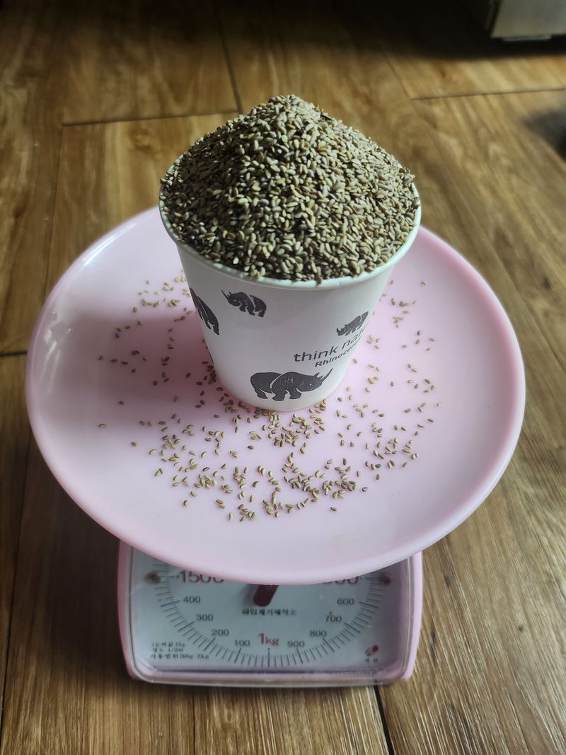 장호경님의 장터 판매 상품 [땅두릅씨앗 (독활)] 첨부 사진