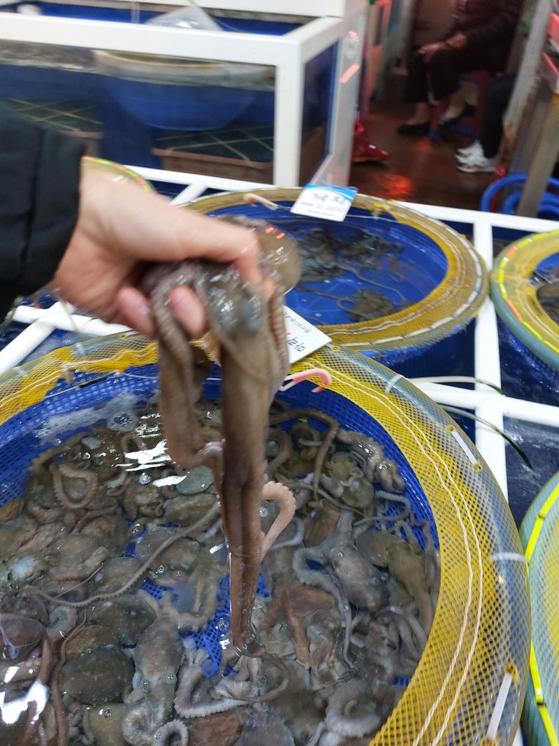 장터 상품 [낙지 10마리 50,000원 ] 썸네일